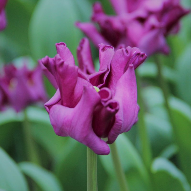 Tulipa Crown Of Negrita