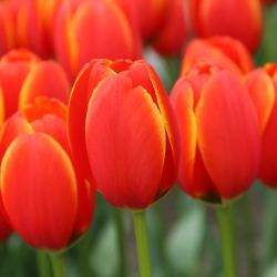 Tulipa 'Worlds Favourite'