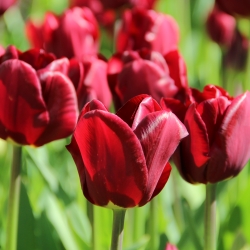 Tulipa 'Jan Reus'
