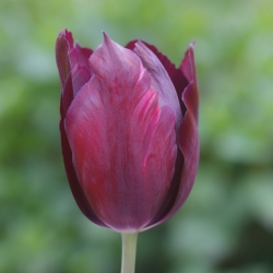 Tulipa 'Indeland'®