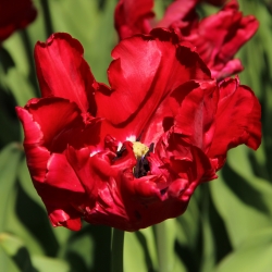 Tulipa 'Red Madonna'