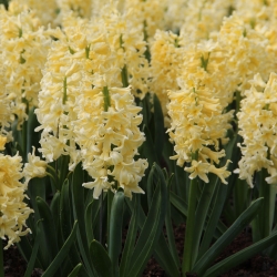 Hyacinthus 'Yellow Queen'