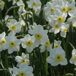 Narcissus 'Segovia' 