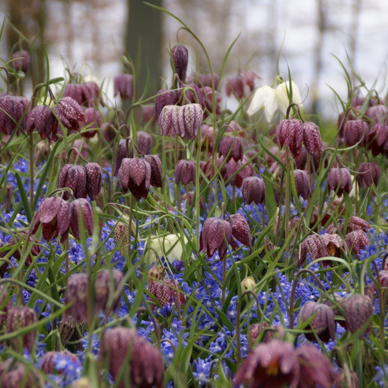 Fritillaria Meleagris