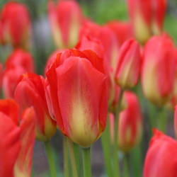 Tulipa 'Red Alert'