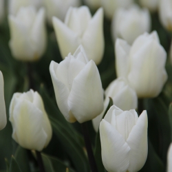 Tulipa 'White Prince'