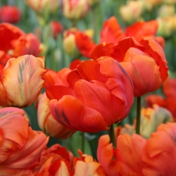 Tulipa 'Flower Power'