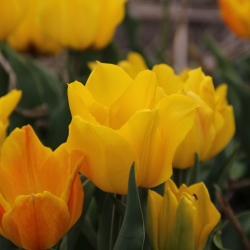 Tulipa 'Golden Tango' 