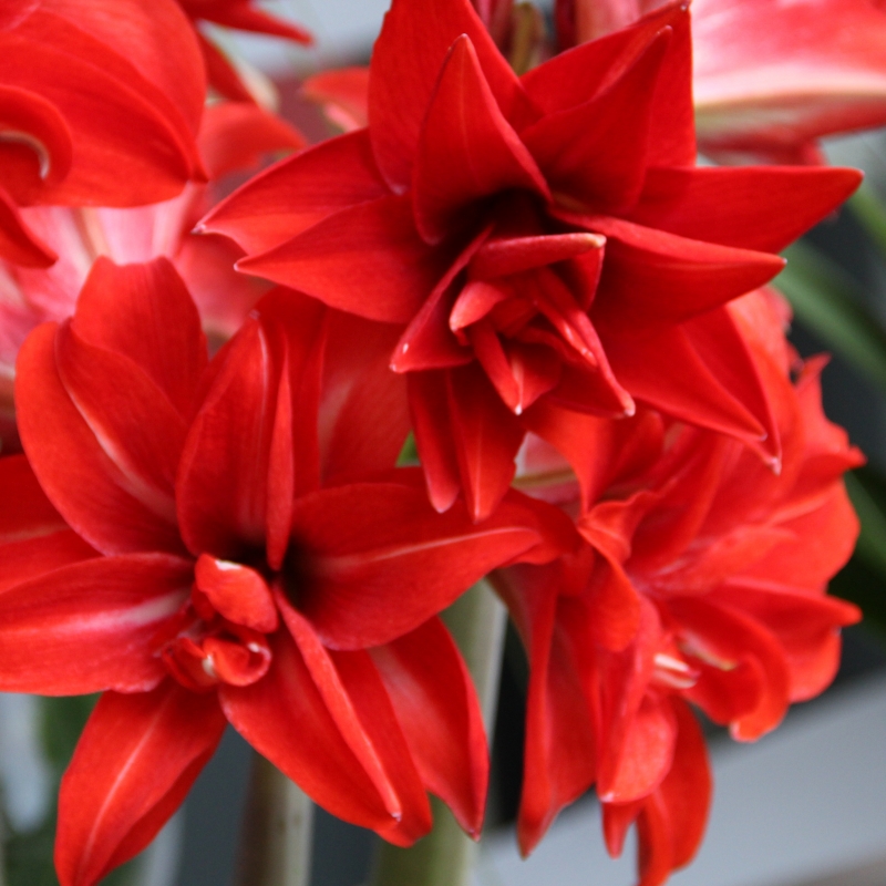 Hippeastrum 'Double Delicious'