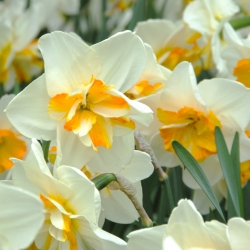 Narcissus 'Sorbet'
