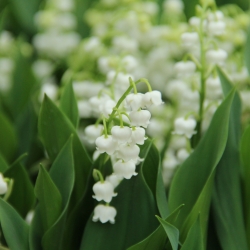 Convallaria majalis 'Bridal...