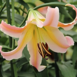 Lilium 'Elusive'