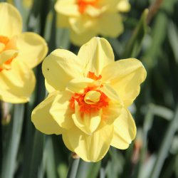 Narcissus 'Ascot'