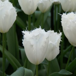 Tulipa 'Honeymoon'