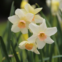 Narcissus 'Bell Song'