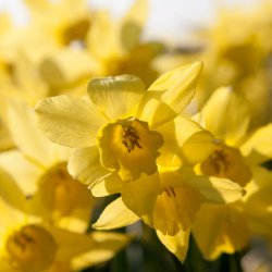 Narcissus 'Yellow Sailboat'