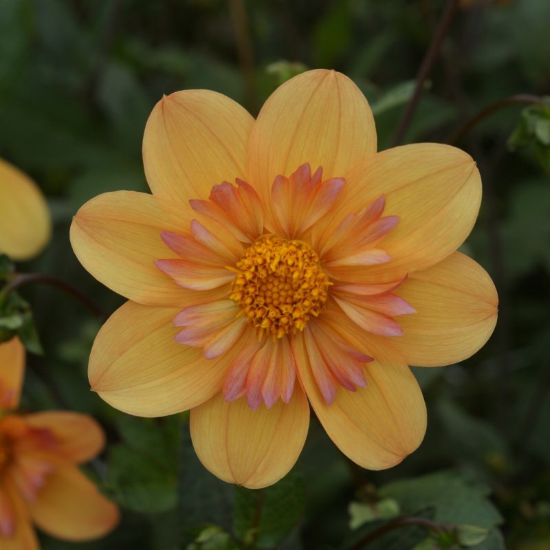 Dahlia 'kelsey Annie Joy'