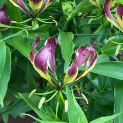 Gloriosa 'Carsonii'