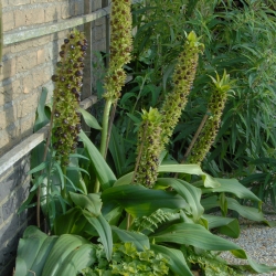 Eucomis 'Montana'