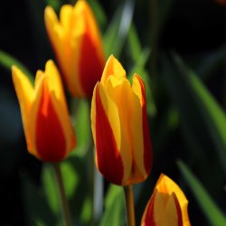 Tulipa 'Goudstuk' 