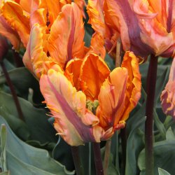 Tulipa 'Irene Parrot'