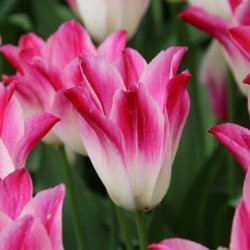 Tulipa 'Whispering Dream' ®