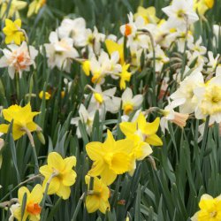 Narcissus -Daffodil 10 mix-