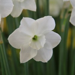 Narcissus 'Dainty Miss'