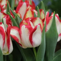Tulipa 'Aquarel'
