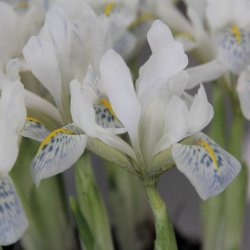 Iris reticulata 'Polar Ice'