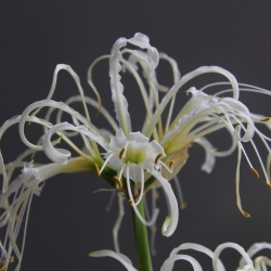 Hymenocallis longipetala