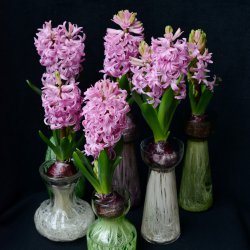 Hyacinthus 'Pink Pearl'...