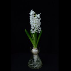 Hyacinthus 'White Pearl'...