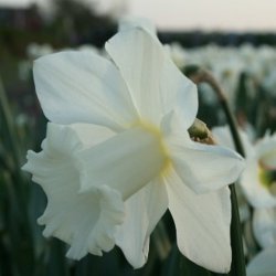 Narcissus 'Broughshane'