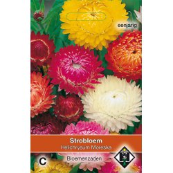Helichrysum bracteatum...