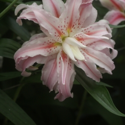 Lilium 'Broken Heart'