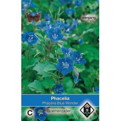 Phacelia campanularia 'Blue...