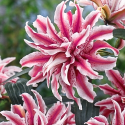 Lilium 'Magic Star'