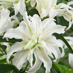 Lilium 'Polar Star'