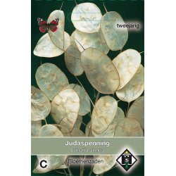 Lunaria annua   -seeds-