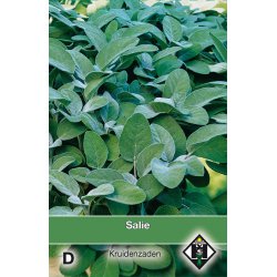 Salie / Salvia   -seeds-