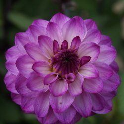 Dahlia 'Senior's Purple'
