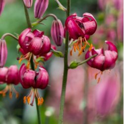 Lilium martagon -purperrood- 