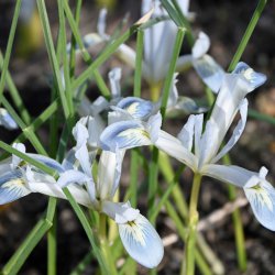 Iris reticulata 'Frozen...
