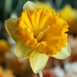 Narcissus 'Beowulf' 