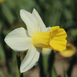 Narcissus 'Bravoure'