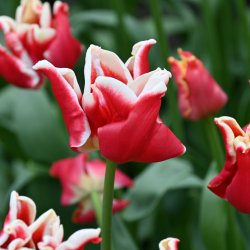 Tulipa 'Elegant Crown'