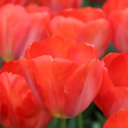 Tulipa 'Orange van Eijk'
