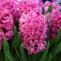 Hyacinthus 'Pink Pearl'