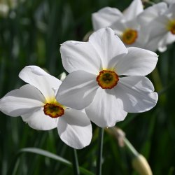 Narcissus 'Actaea'